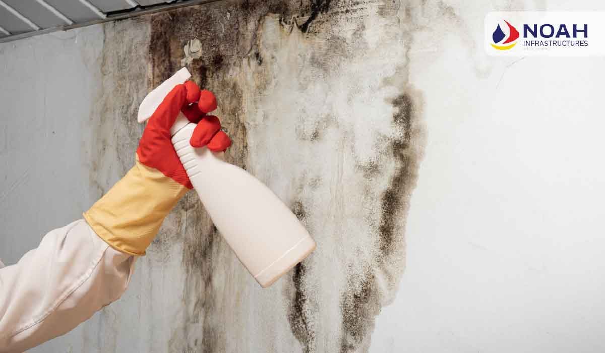 How to get rid of mold? Here’s what to do